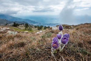 Горные цветы Крыма