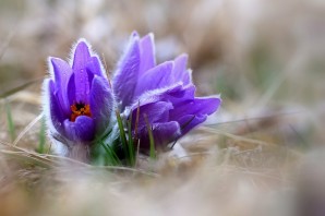 Сиреневые первоцветы