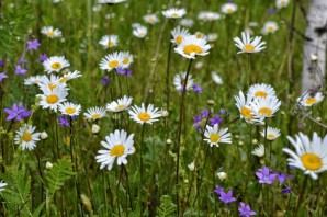 Лекарственные растения Марий Эл