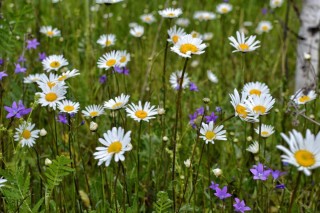 Лекарственные растения Марий Эл