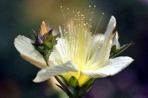 Цветы с тычинками