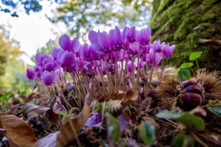 Лесные цветы Крыма