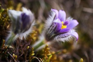 Пушистые растения