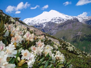 Эдельвейс Приэльбрусье цветок