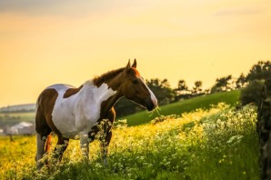 Конь в поле