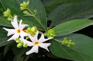 Цветок Париджата