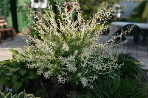 Ива Хакуро нишики с хвойными растениями