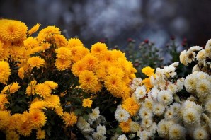 Осенние цветы Дубки