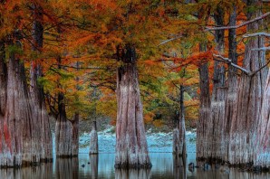 Кипарисовое озеро Сукко осенью
