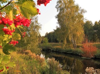 Куст калины осенью