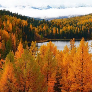 Осень в тайге