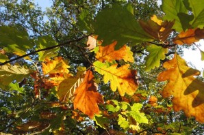 Листья клена и дуба