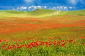 Казахская степь весной