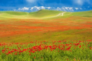 Казахская степь весной