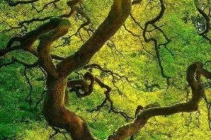 Генеалогическое дерево