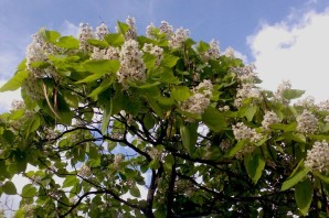 Катальпа прекрасная дерево