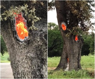 Дерево после удара молнии