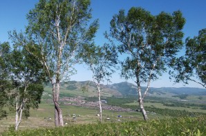 Деревья Хакасии