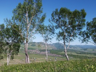 Деревья Хакасии
