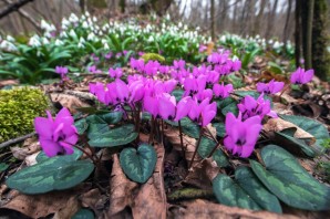 Первоцветы сочинского национального парка