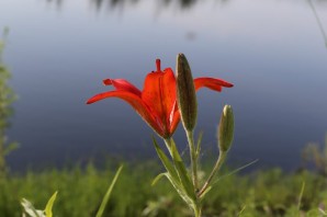 Сардана цветок Якутии