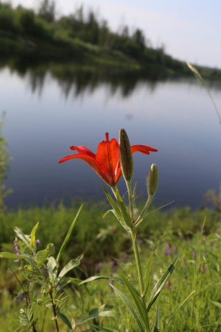 Сардана цветок Якутии