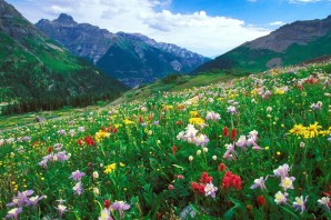 Горные цветы Дагестана
