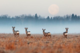 Косуля зимой