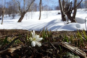 Проталины весной