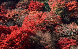 Кустарник с красными листьями осенью