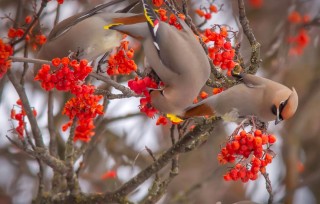 Рябина весной