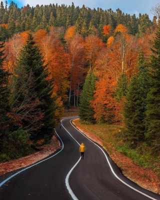 Осень дорога