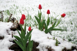 Зимние тюльпаны