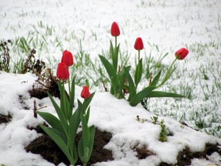 Зимние тюльпаны