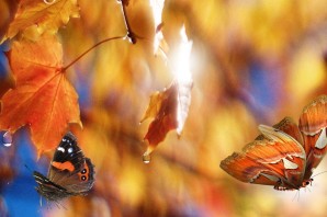 Осенние бабочки