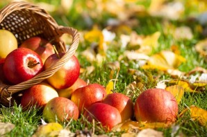 Золотая осень яблоки