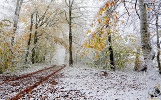 Поздняя осень первый снег