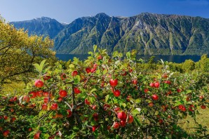 Яблоневые сады в Кабардино Балкарии
