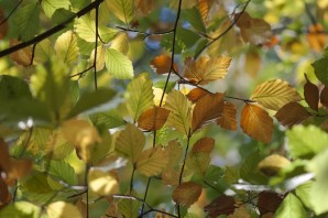 Листья вяза осенью