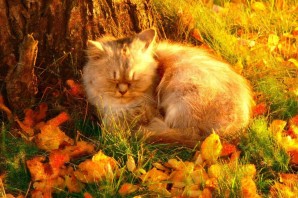 Осенний кот
