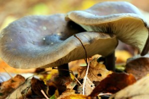 Осенние пластинчатые грибы съедобные