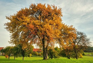 Вяз дерево осенью