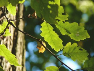 Дерево бурансвива листья