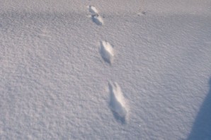 Следы хорька на снегу