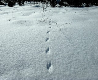 Следы ласки на снегу