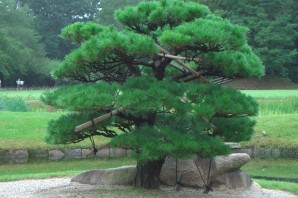 Сосна ниваки