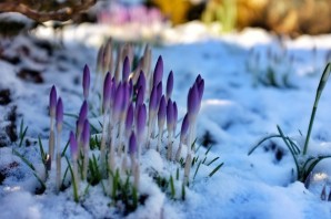 Подснежники в снегу
