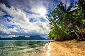Океан пляж пальмы