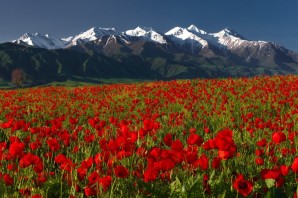 Горные тюльпаны Киргизии