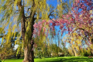 Цветущие деревья России